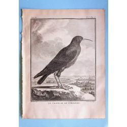 Le Crave ou le Carocias -...