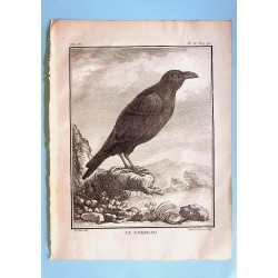 Le Corbeau - Buffon pl 2