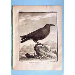 La Corbine ou Corneille...