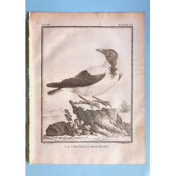 La Corneille mantelée -...