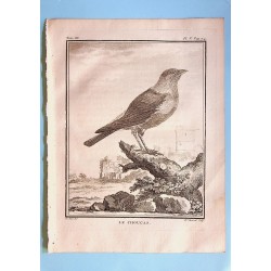 Le Choucas - Buffon pl 5