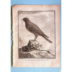 Le Choquard ou Choucas des...