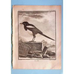 La Pie - Buffon pl 7