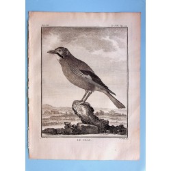 Le Geai - Buffon pl 8