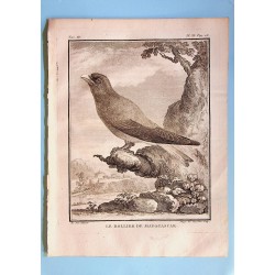 Le Rollier de Madagascar -...