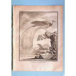 L'Oiseau de Paradis -...