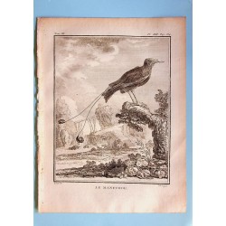 Le Manucode - Buffon pl 13