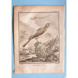 Le Pique-Boeuf - Buffon pl 14