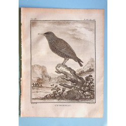 L'Etourneau - Buffon pl 15