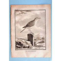 La Rousserolle - Buffon pl 18