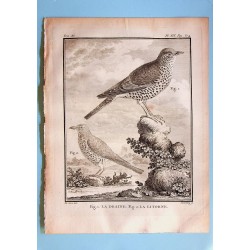 La Draine et La Litorne -...