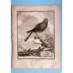 Le Merle - Buffon pl 20