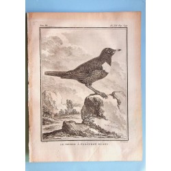 Le Merle à Plastron Blanc -...