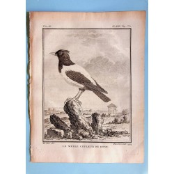 Le Merle Couleur de Rose -...