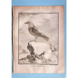 Le Merle de Roche - Buffon...