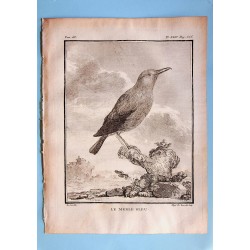 Le Merle Bleu - Buffon pl 24