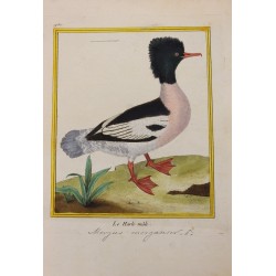 Oiseau - LE HARLE MÂLE N° 951