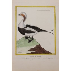 Oiseau - CANARD DE MICLON...