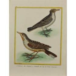 Bird - Cochevis du Sénégal,...
