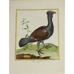 Bird - Coq de Bruyere N° 73