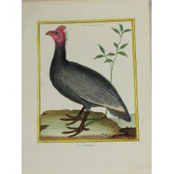 Bird - La Peintade N° 108