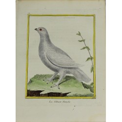 Oiseau - La Gélinote...