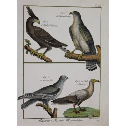 BIRD - Falcons, Eagle,...