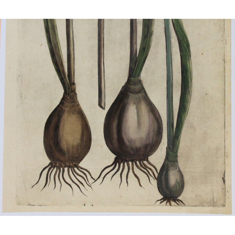 Narcisse 1612 Emmanuel Sweert Pl 25