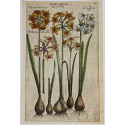 Narciso - 1612 - Emmanuel...
