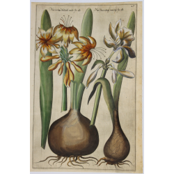 Narcisse - 1612 - Emmanuel...