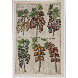 Ribes, Vua (Red currants)-...