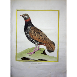 Oiseau - Francolin mâle N° 147